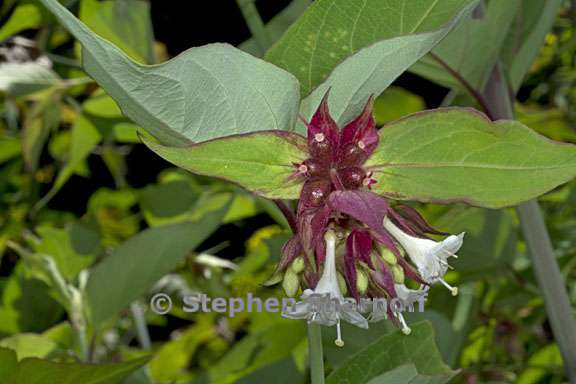 leycesteria formosa 5 graphic